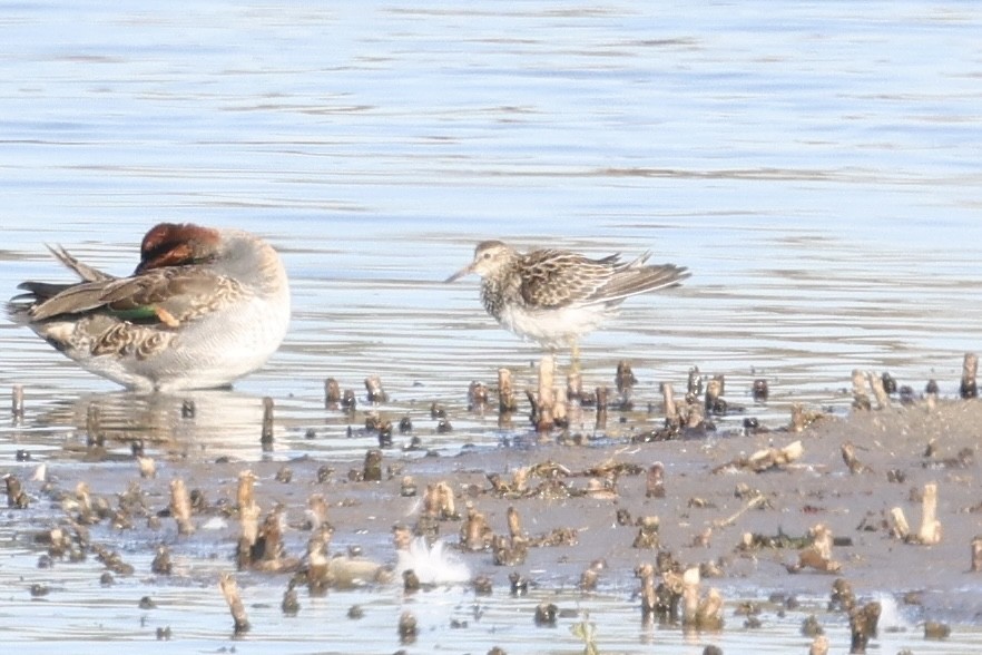 Txirri pektorala - ML644559714