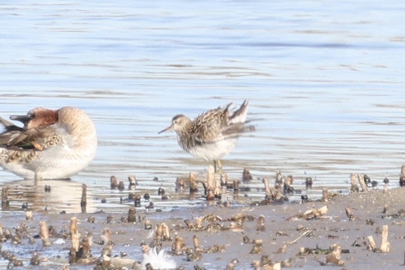 Txirri pektorala - ML644559715