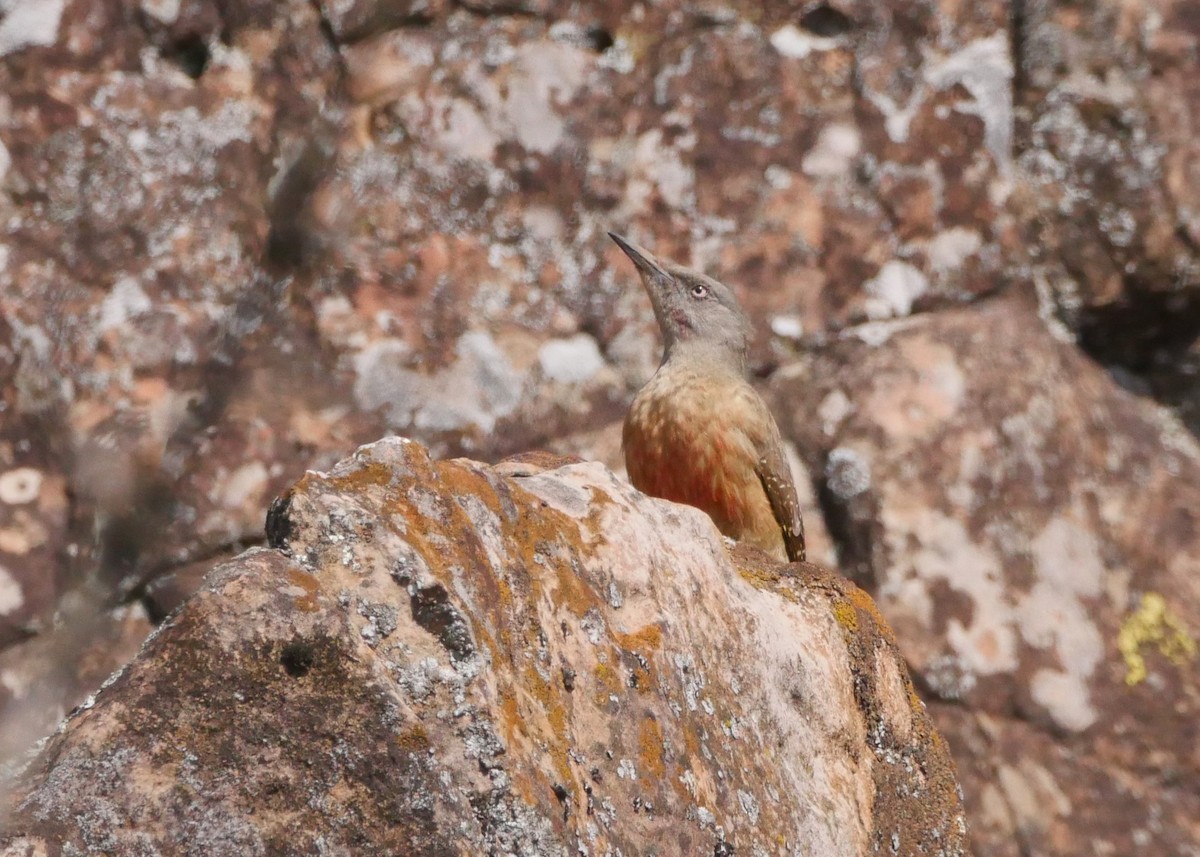 Ground Woodpecker - ML644559725