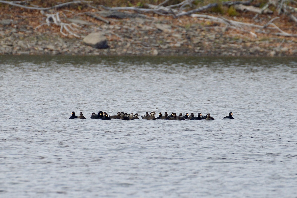 Ahatebeltz amerikarra - ML644559733