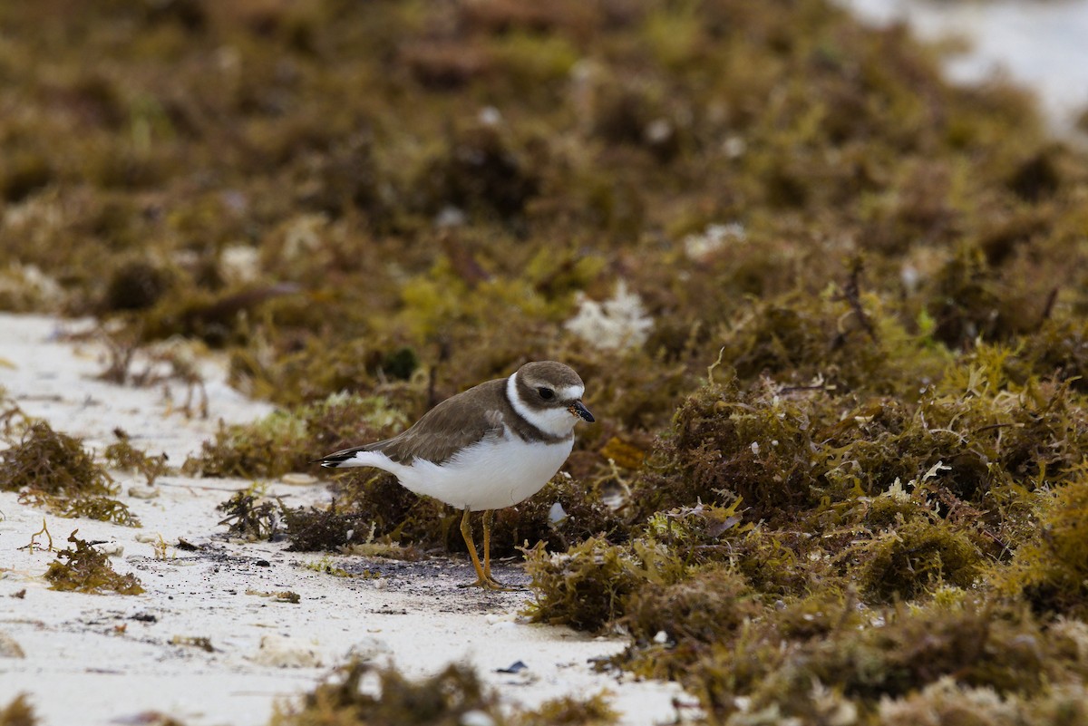 Semipalmated Plover - ML644559742
