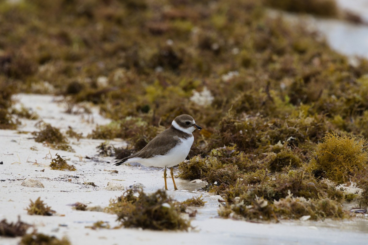 Semipalmated Plover - ML644559745