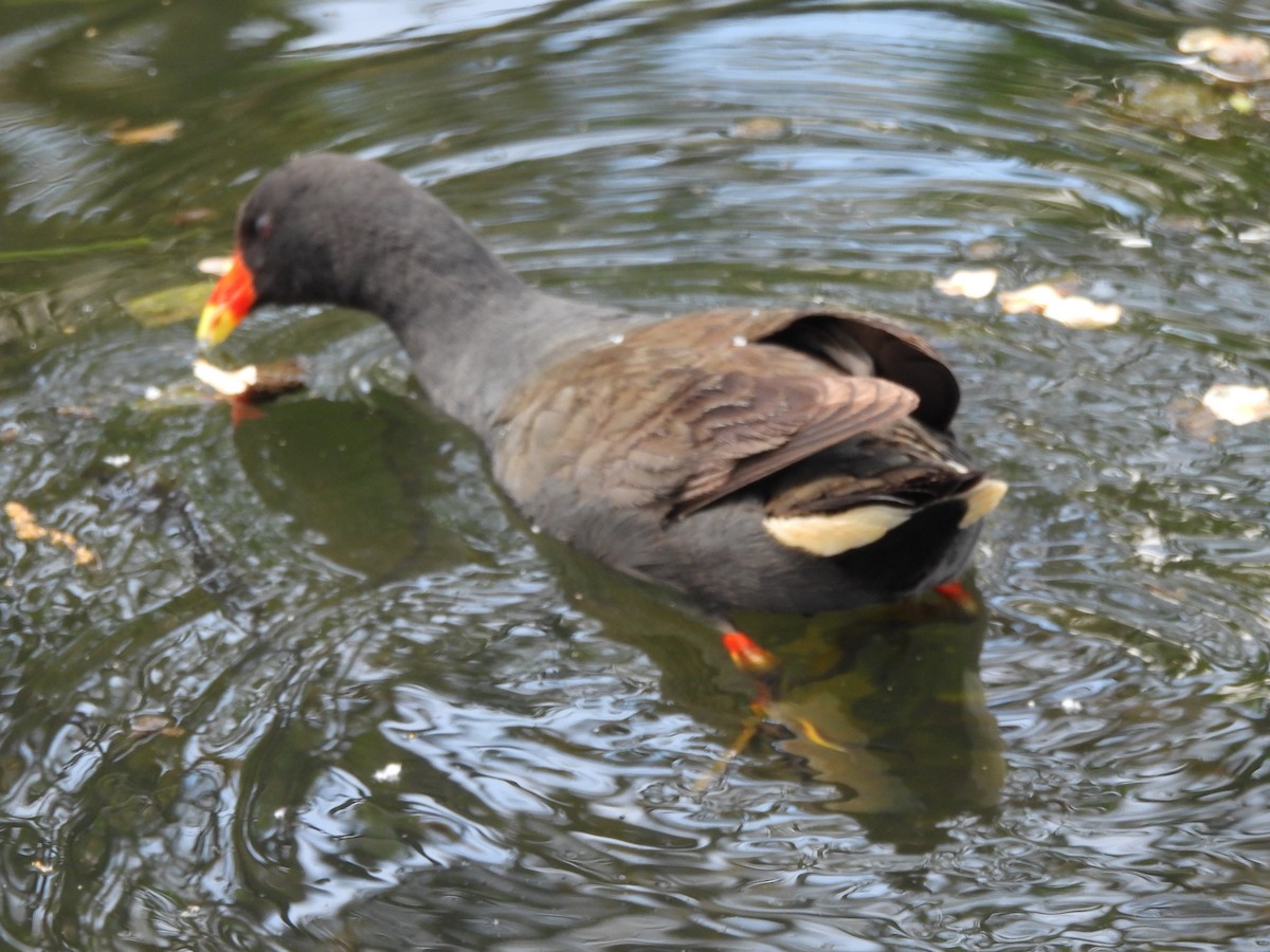 Dusky Moorhen - ML644559753
