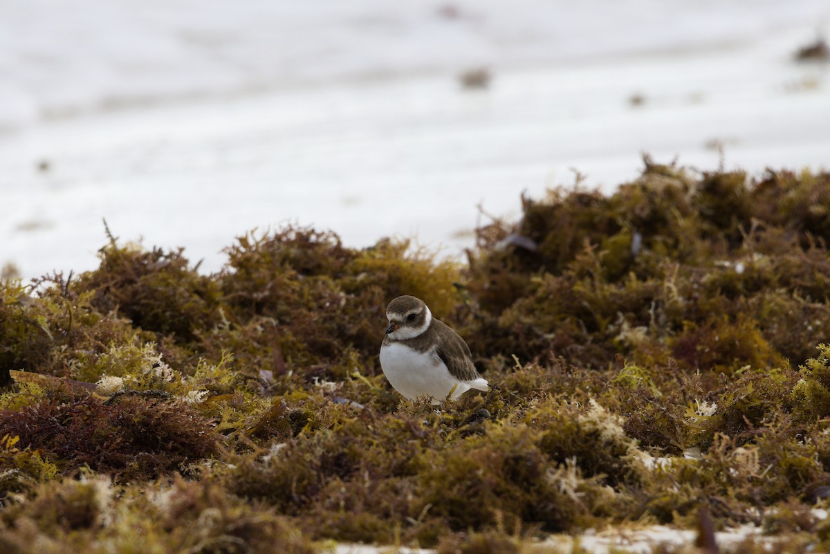 Semipalmated Plover - ML644559759