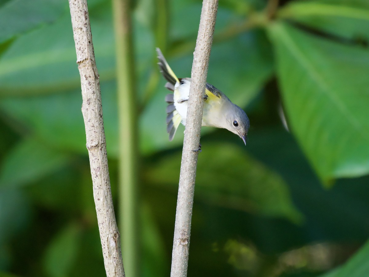 Kızıl Kuyruklu Ötleğen - ML644559760