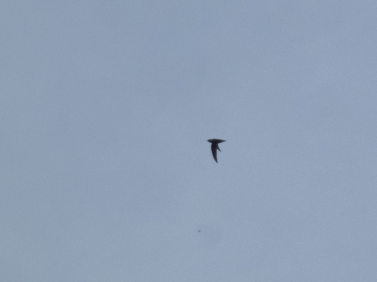 Chimney Swift - ML644559764