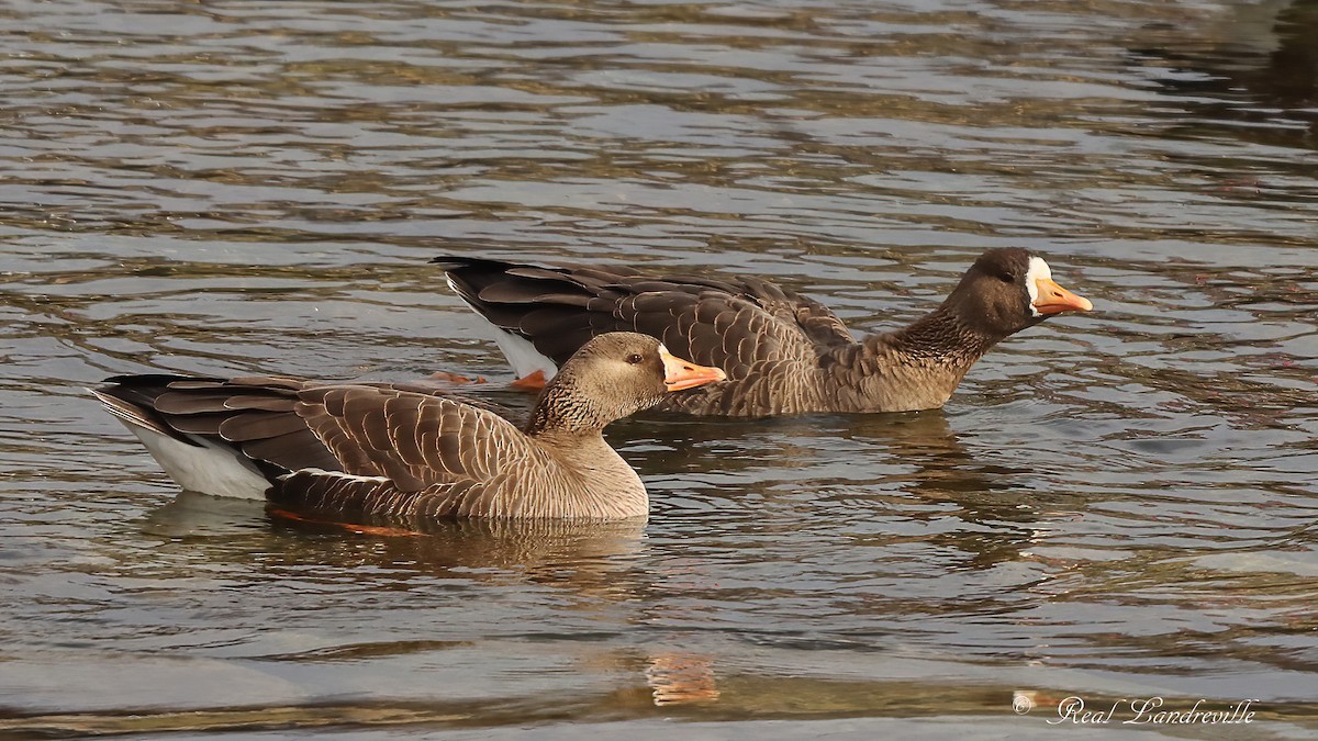 Манхин галуу - ML644559770