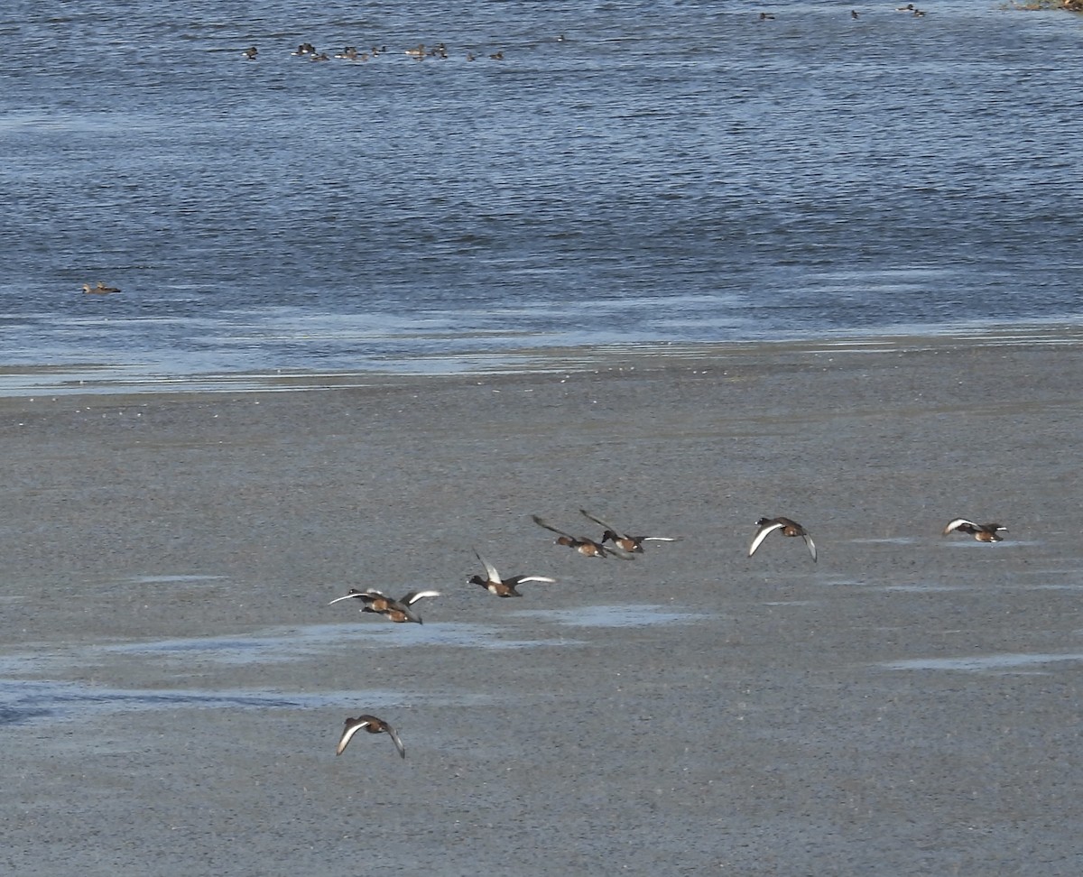 Hardhead - ML644559772