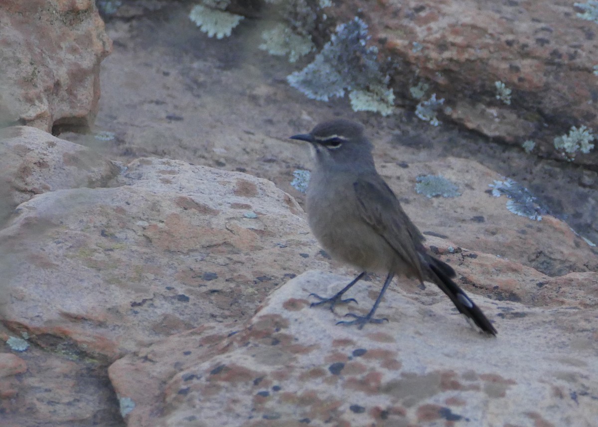 Karoo Scrub-Robin - ML644559783