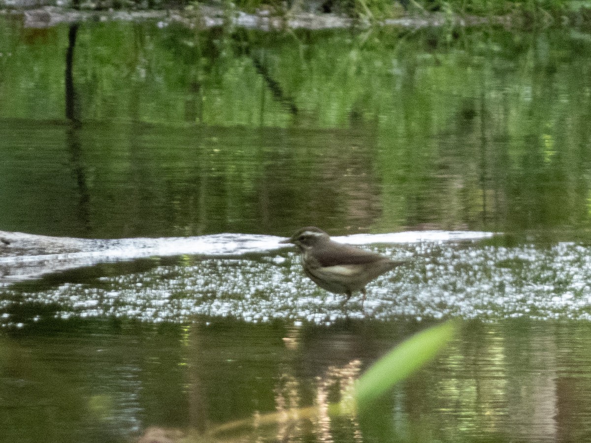 Luisyana Su Ötleğeni - ML644559788