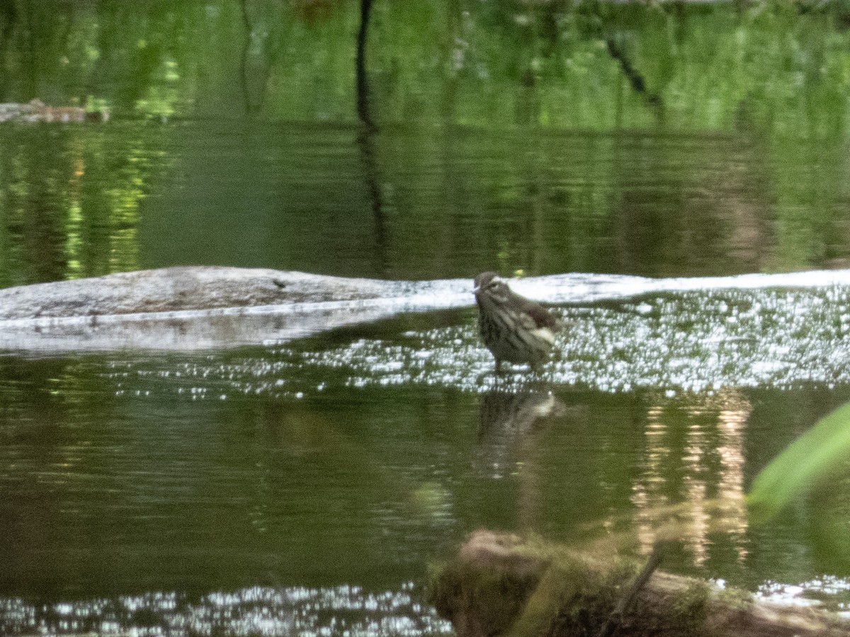 Luisyana Su Ötleğeni - ML644559789