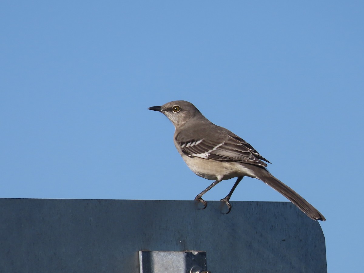 Kuzeyli Taklitçi - ML644559791