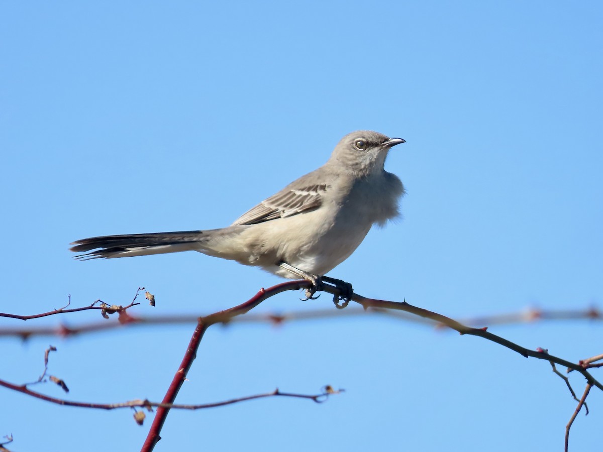 Kuzeyli Taklitçi - ML644559792