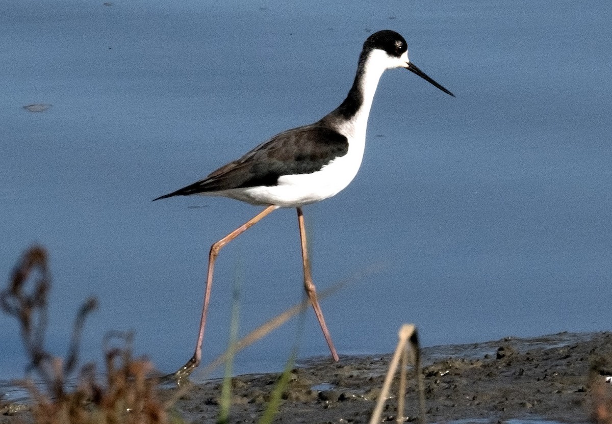 Maskeli Uzunbacak - ML644559793