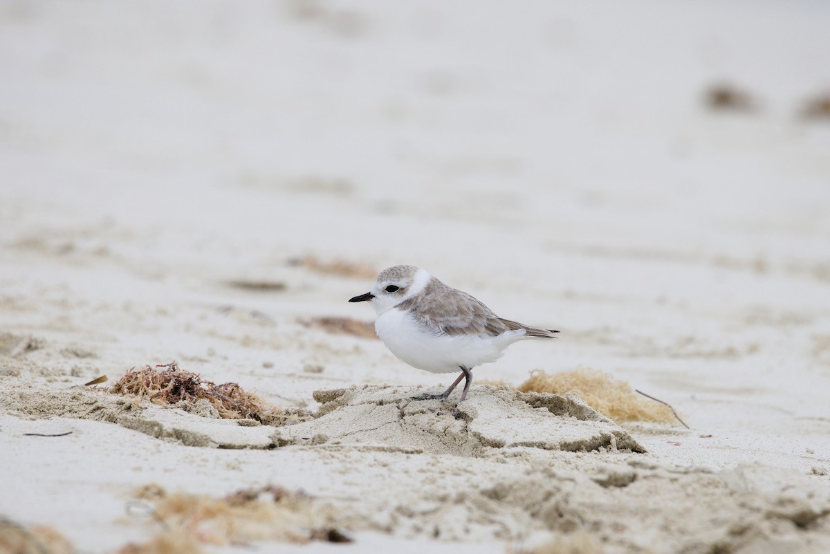 Karlı Cılıbıt - ML644559794