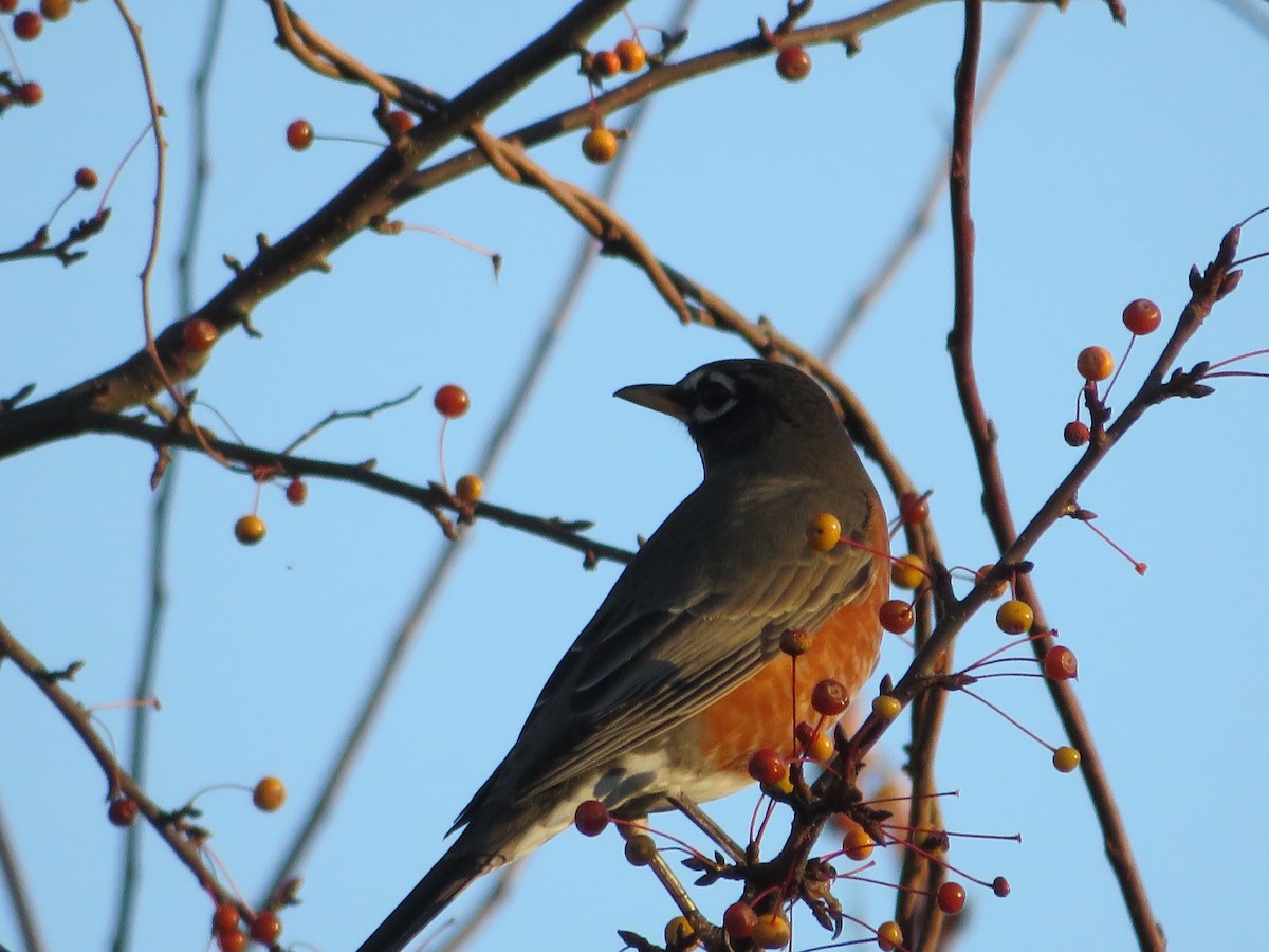 Göçmen Ardıç - ML644559796