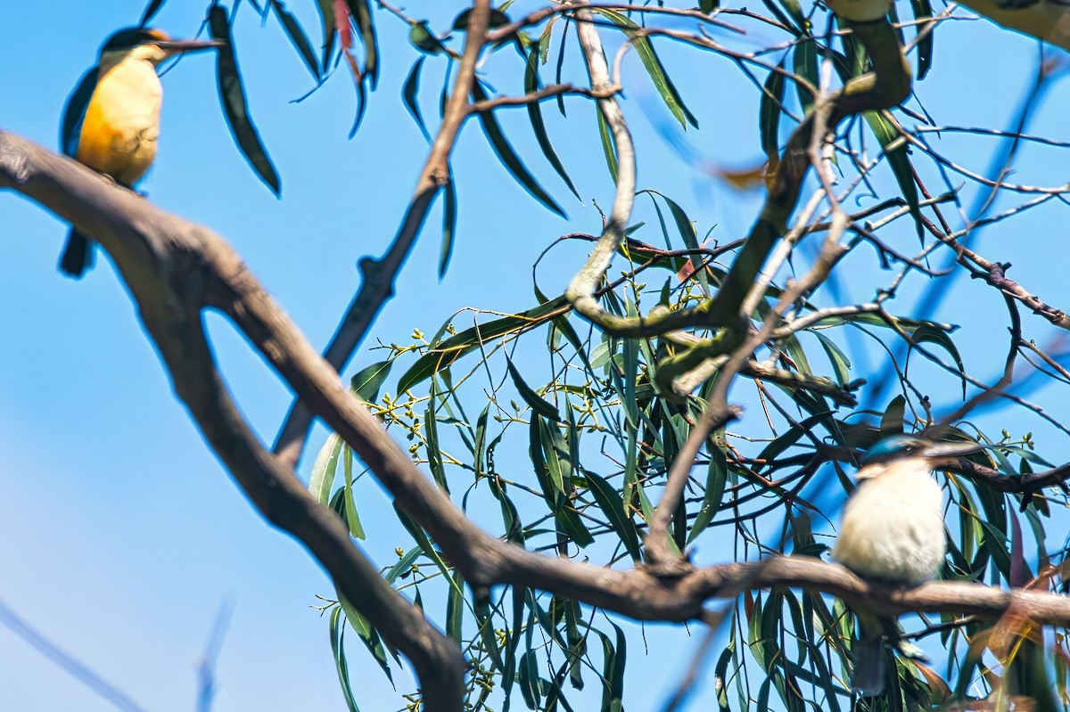 Kutsal Yalıçapkını (sanctus) - ML644559797