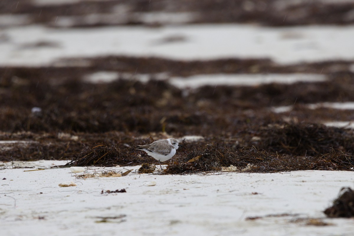 Karlı Cılıbıt - ML644559798