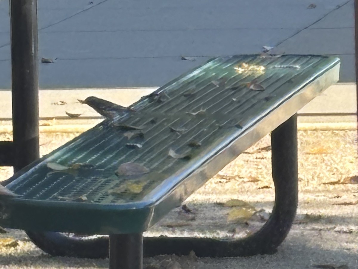 Taçlı Ötleğen - ML644559799