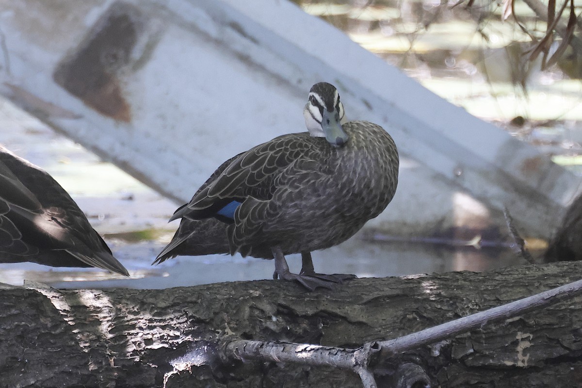 Pasifik Kara Ördeği - ML644559800