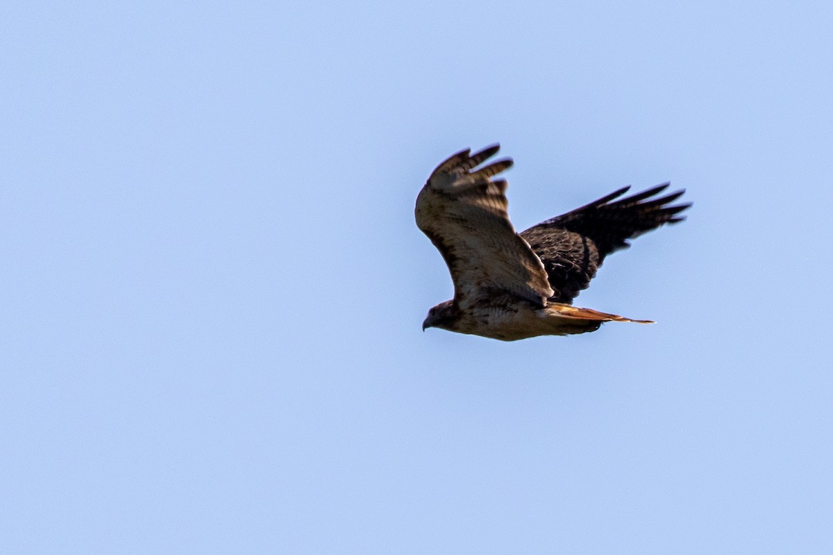 Kızıl Kuyruklu Şahin - ML644559802