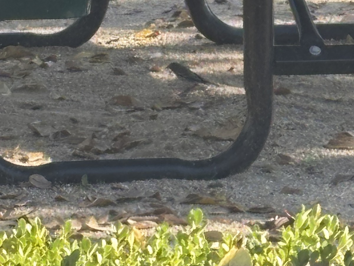 Taçlı Ötleğen - ML644559803