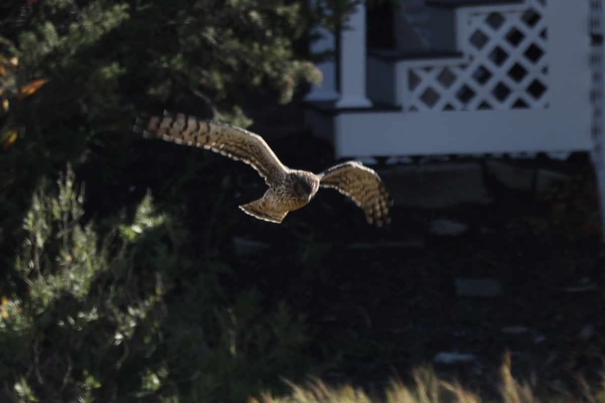 Amerika Delicesi - ML644559804