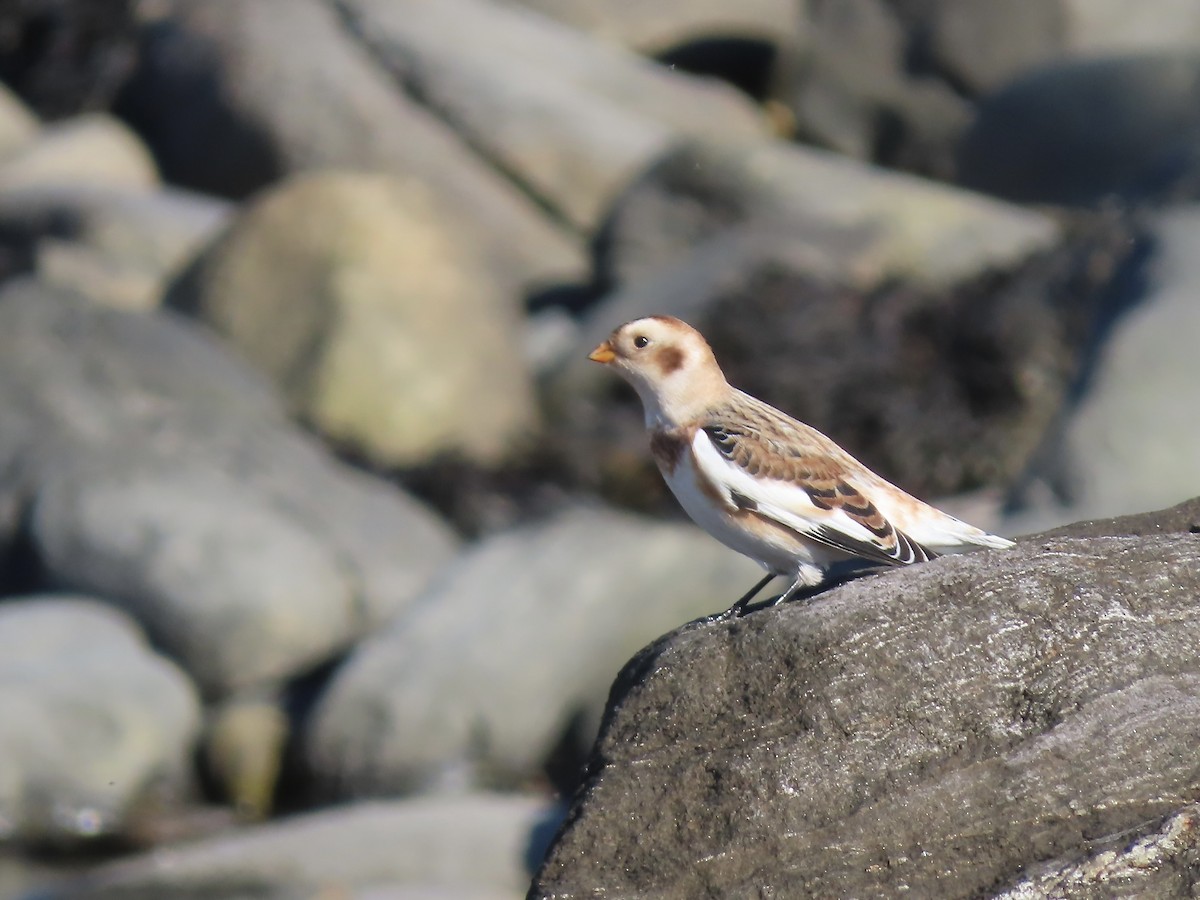 Alaca Çinte - ML644559809