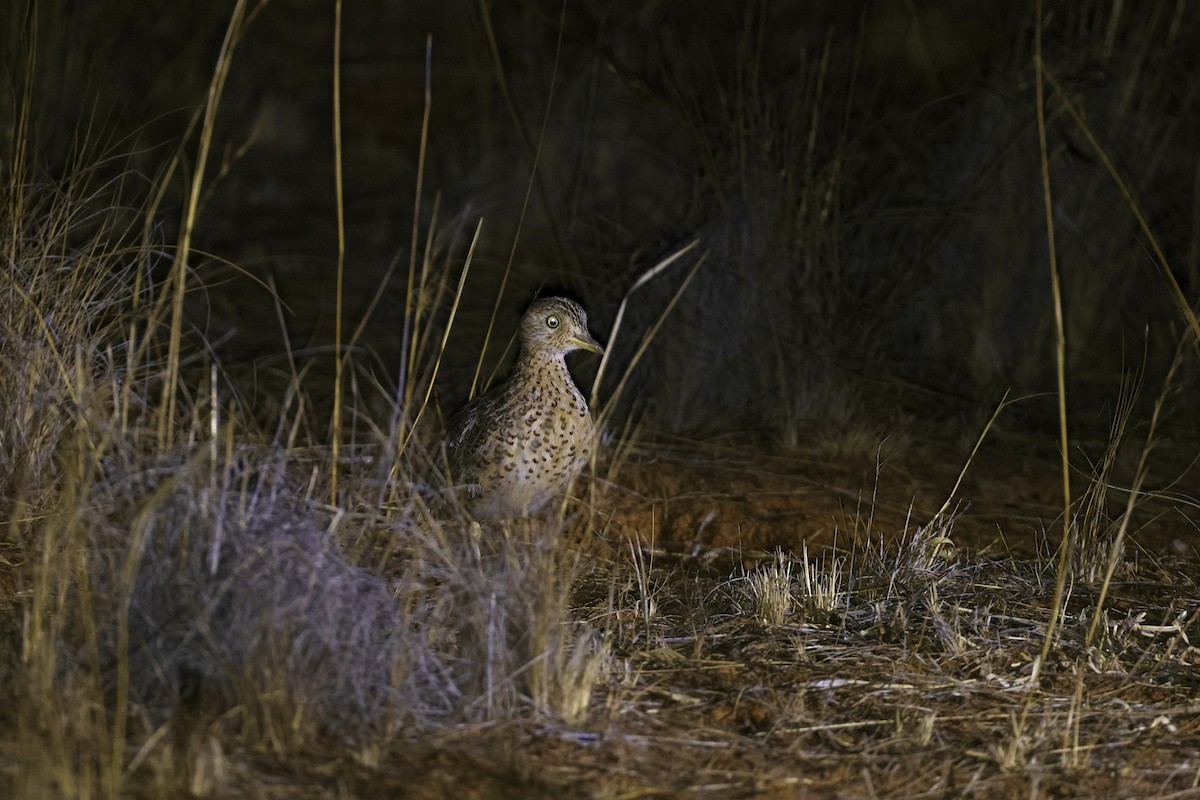 Bıldırcıngöçebesi - ML644559810