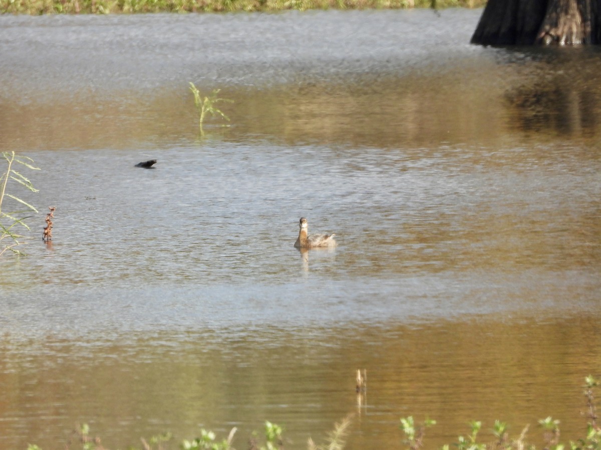 Kalın Gagalı Batağan - ML644559811