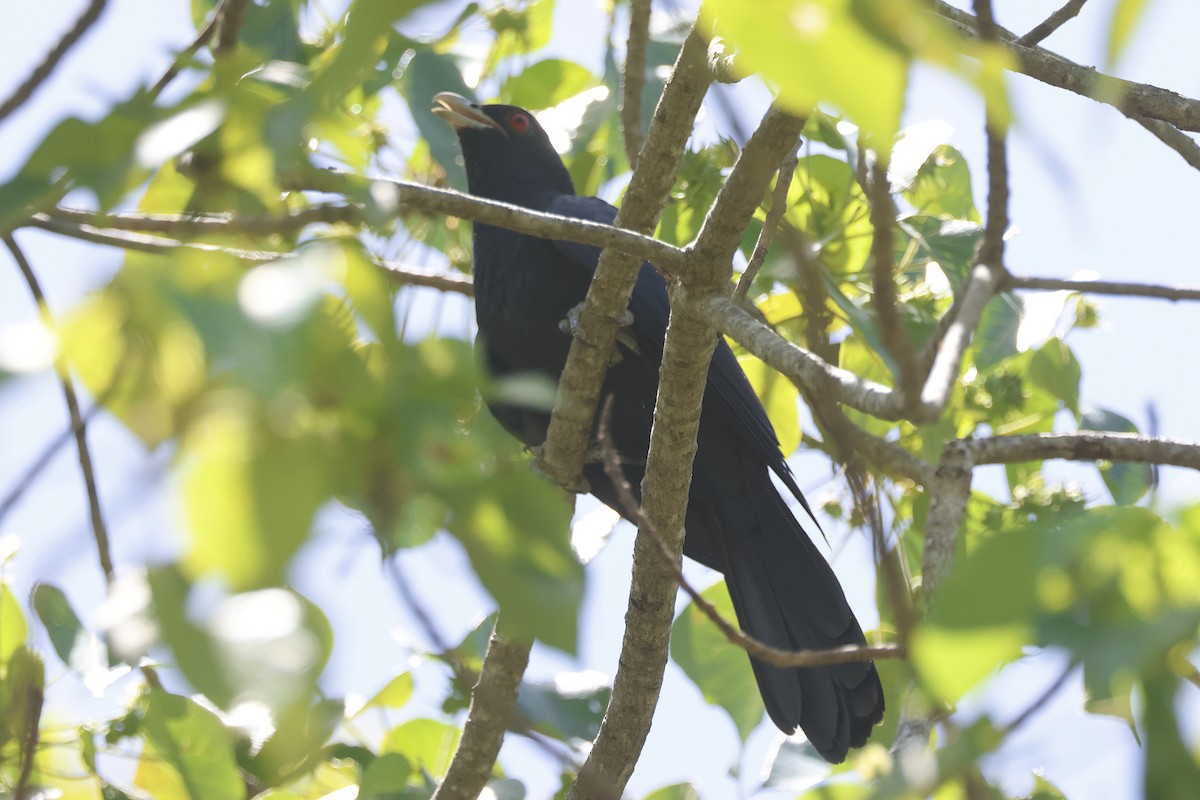 Pasifik Koeli - ML644559813