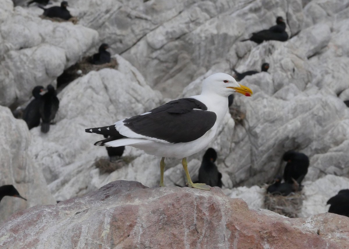 Yosun Martısı - ML644559814