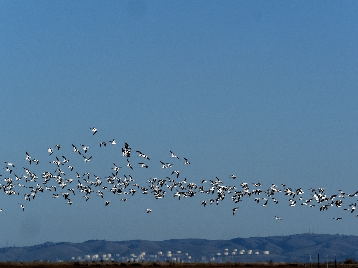 Kızıl Kılıçgaga - ML644559815