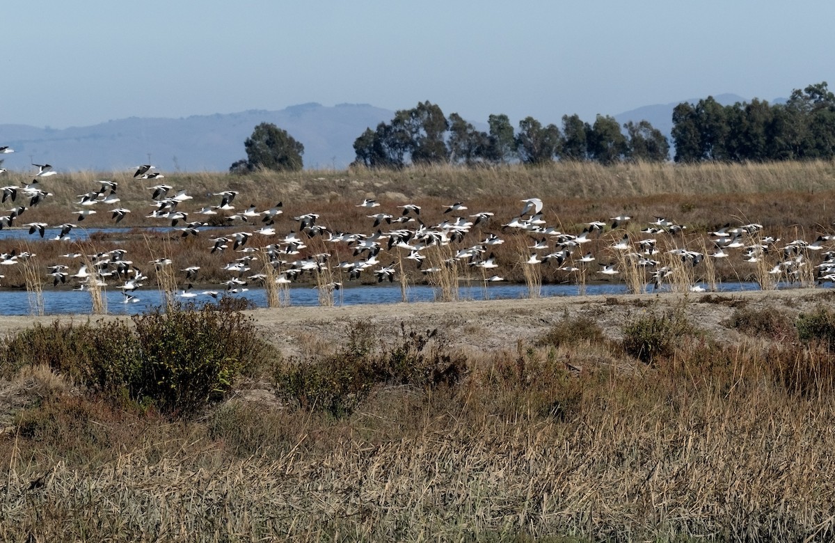 Kızıl Kılıçgaga - ML644559816