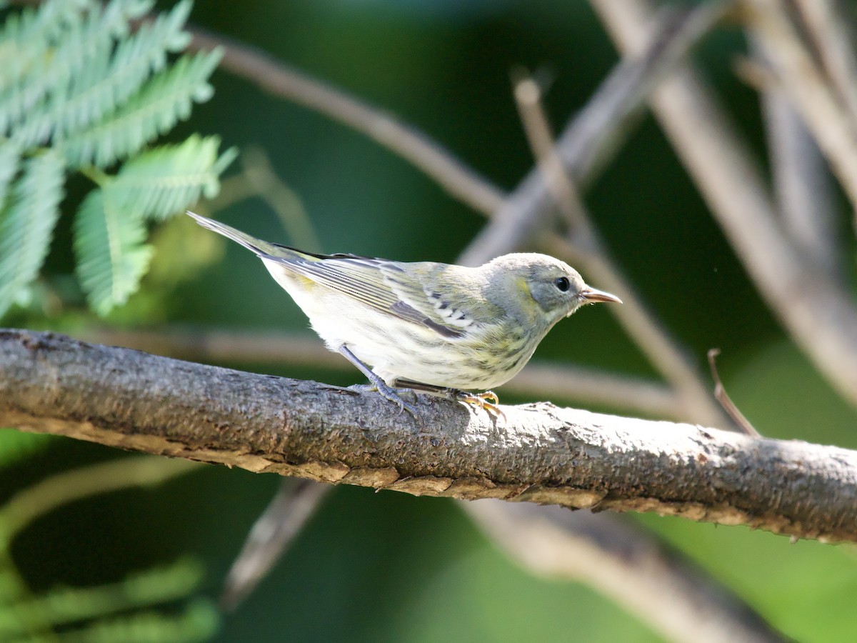 Kaplan Ötleğeni - ML644559817