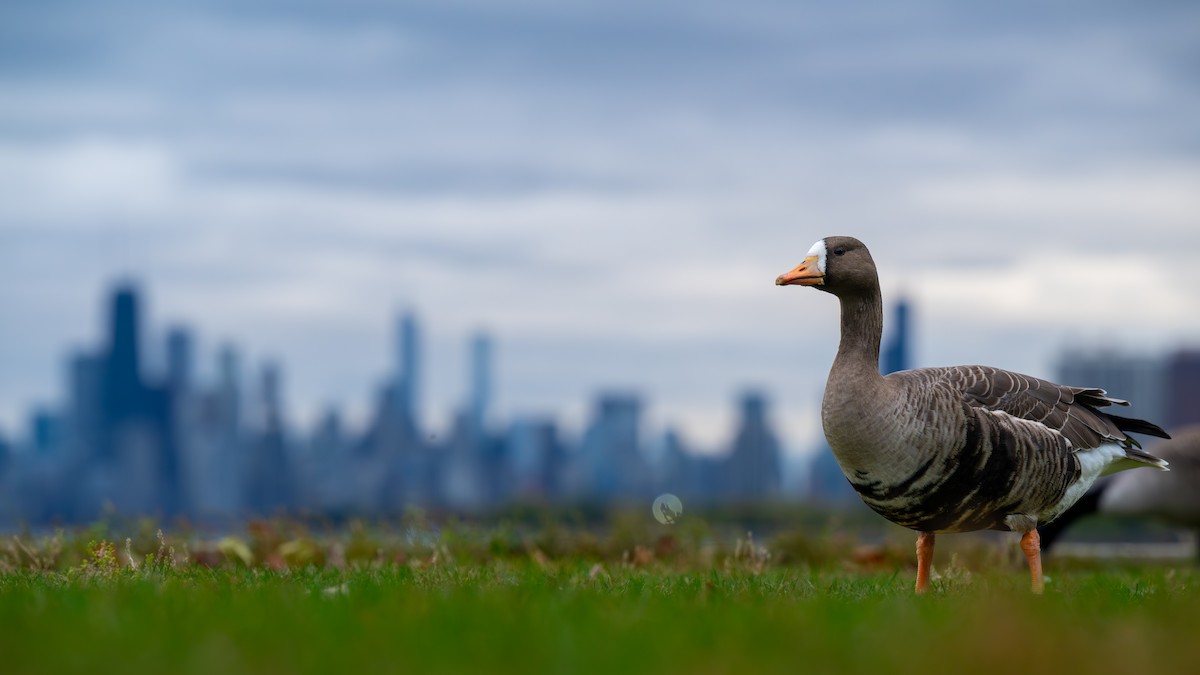 Sakarca - ML644559818