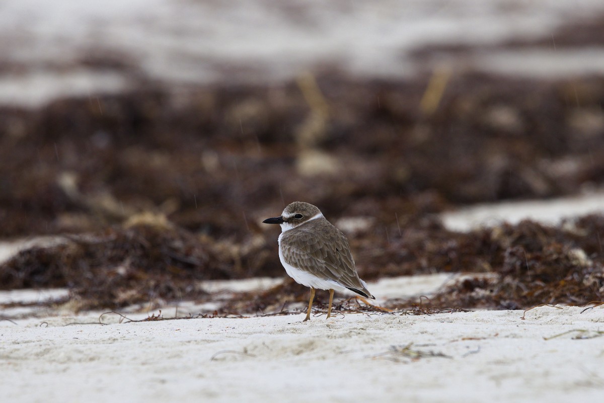 Kıyı Cılıbıtı - ML644559819