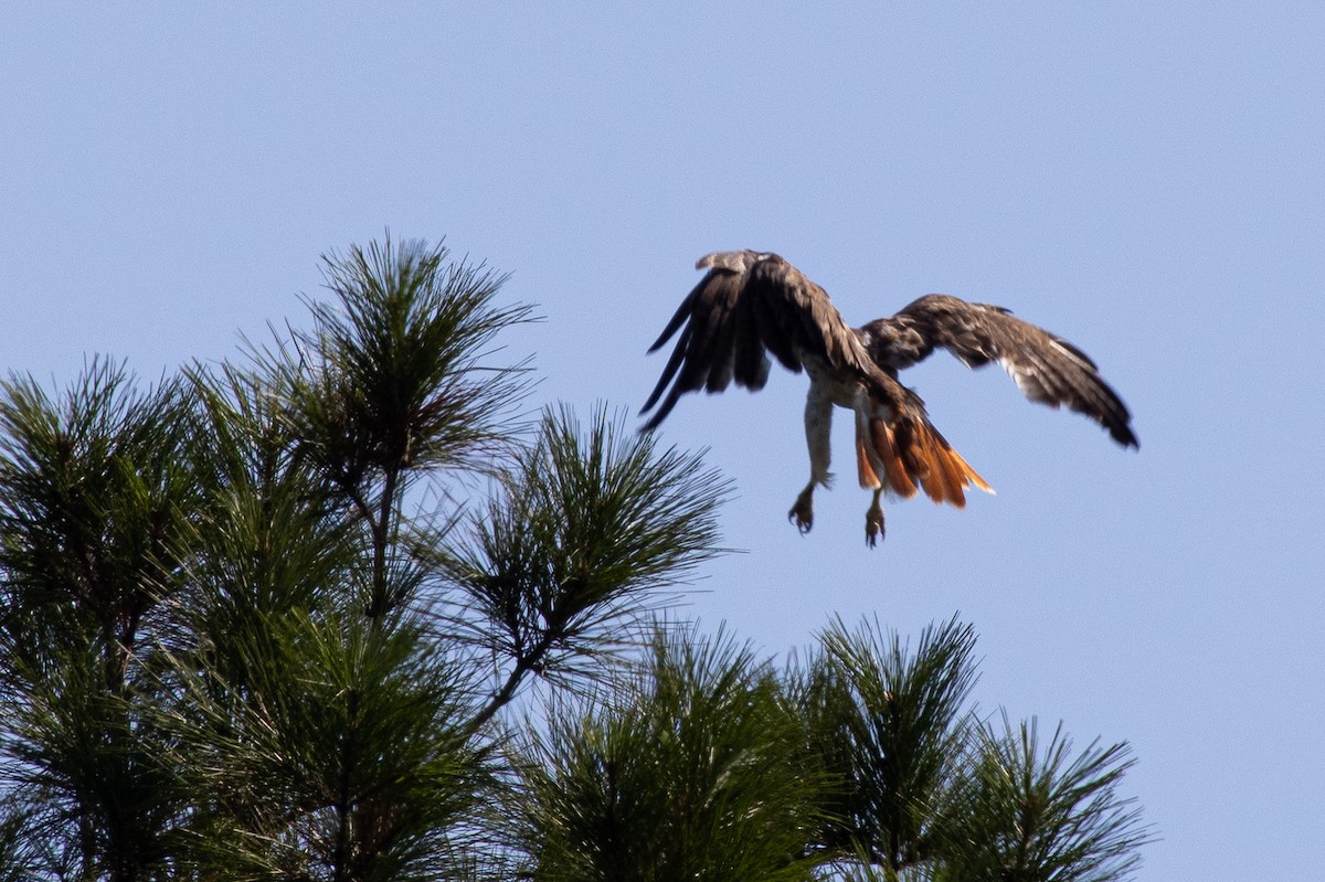 káně rudochvostá - ML644559821