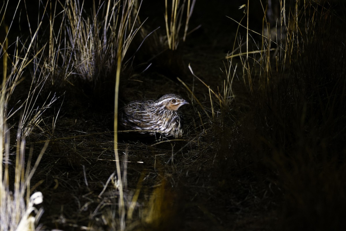 Stubble Quail - ML644559822