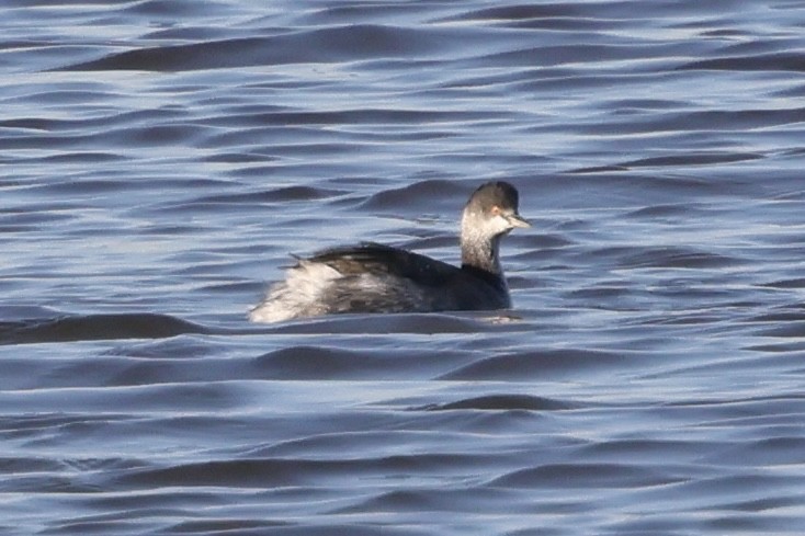 Kara Boyunlu Batağan - ML644559823