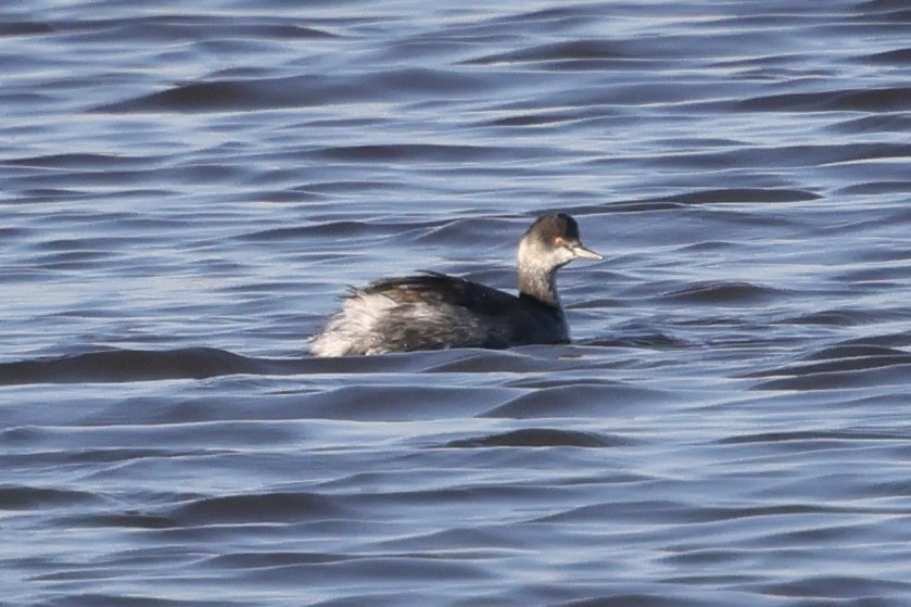 טבלן בינוני - ML644559824