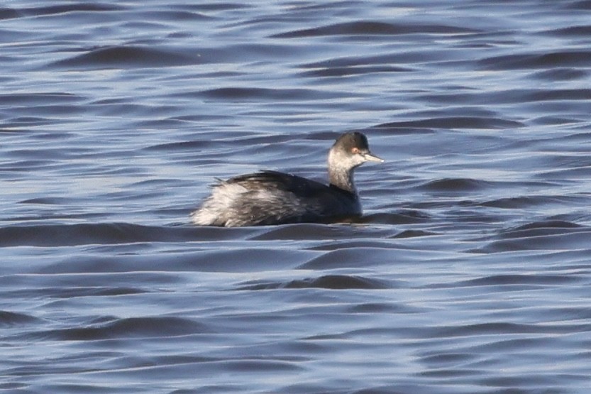 Kara Boyunlu Batağan - ML644559825