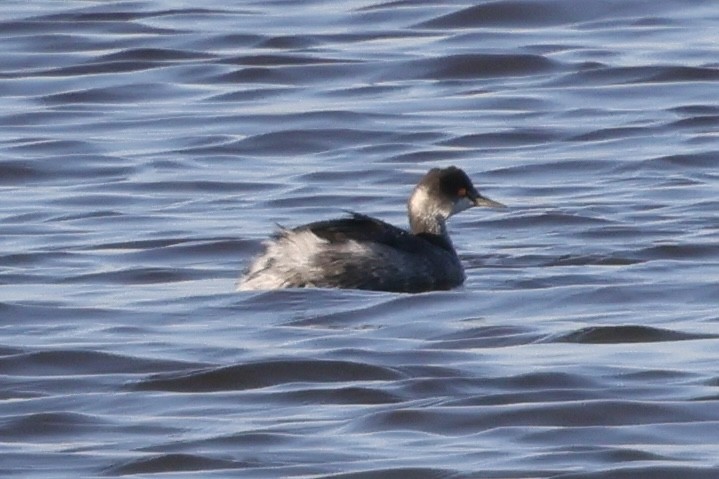 Kara Boyunlu Batağan - ML644559826