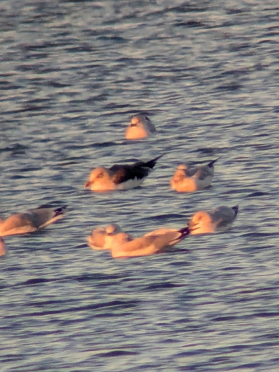 Lesser Black-backed Gull (graellsii) - ML644559827