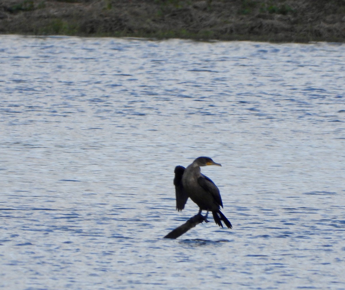 קורמורן אמריקני - ML644559830
