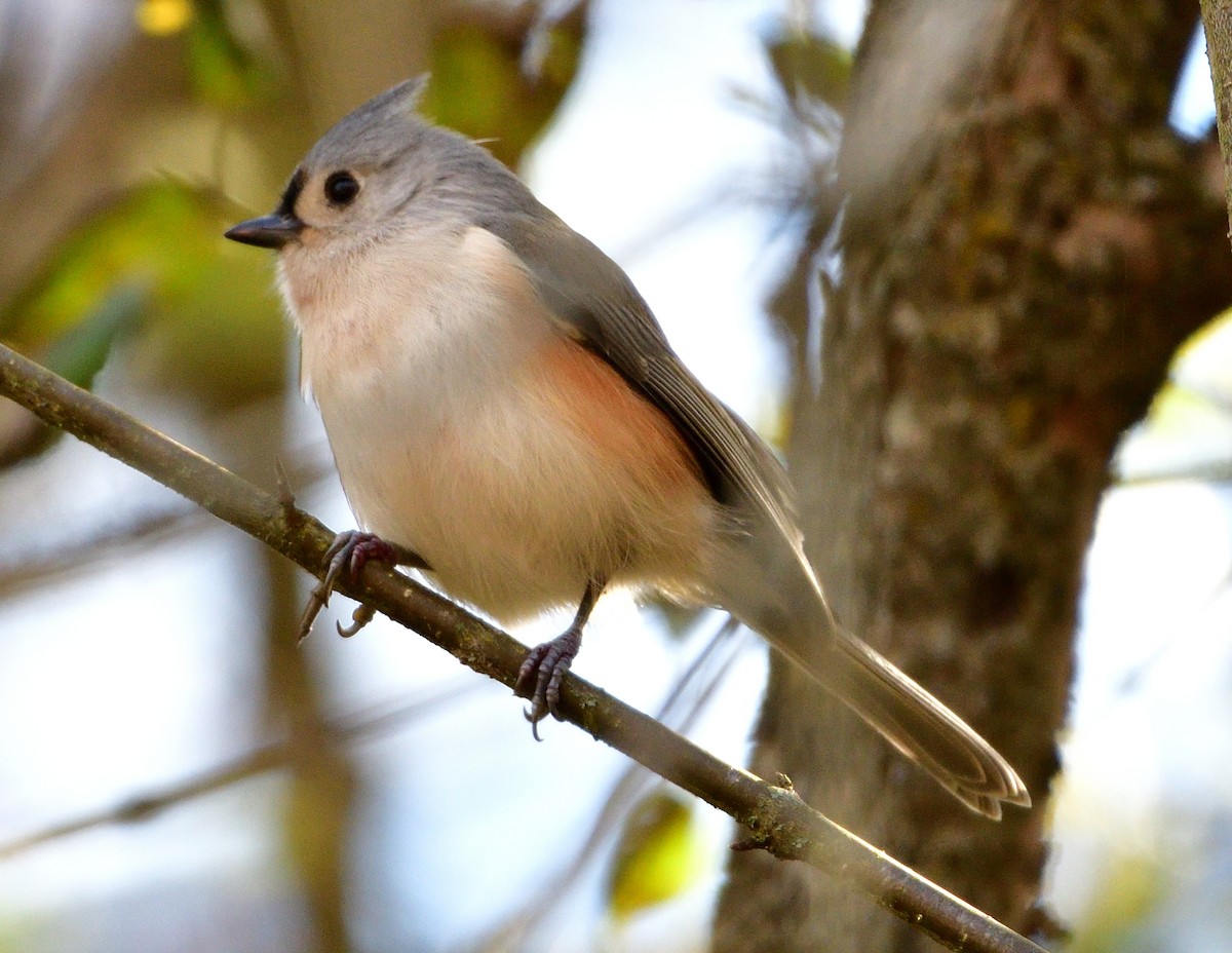 gråduskmeis - ML644559836