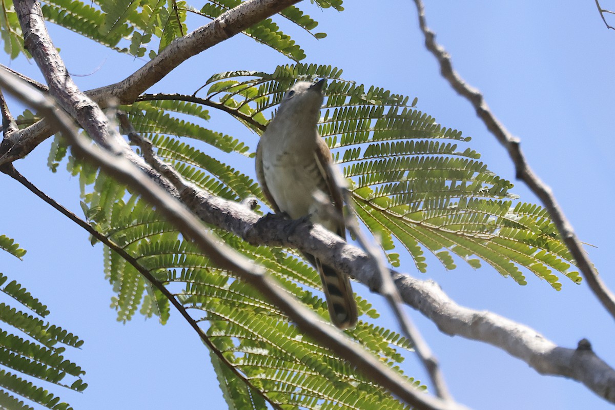 Küçük Zümrüt Guguğu - ML644559838