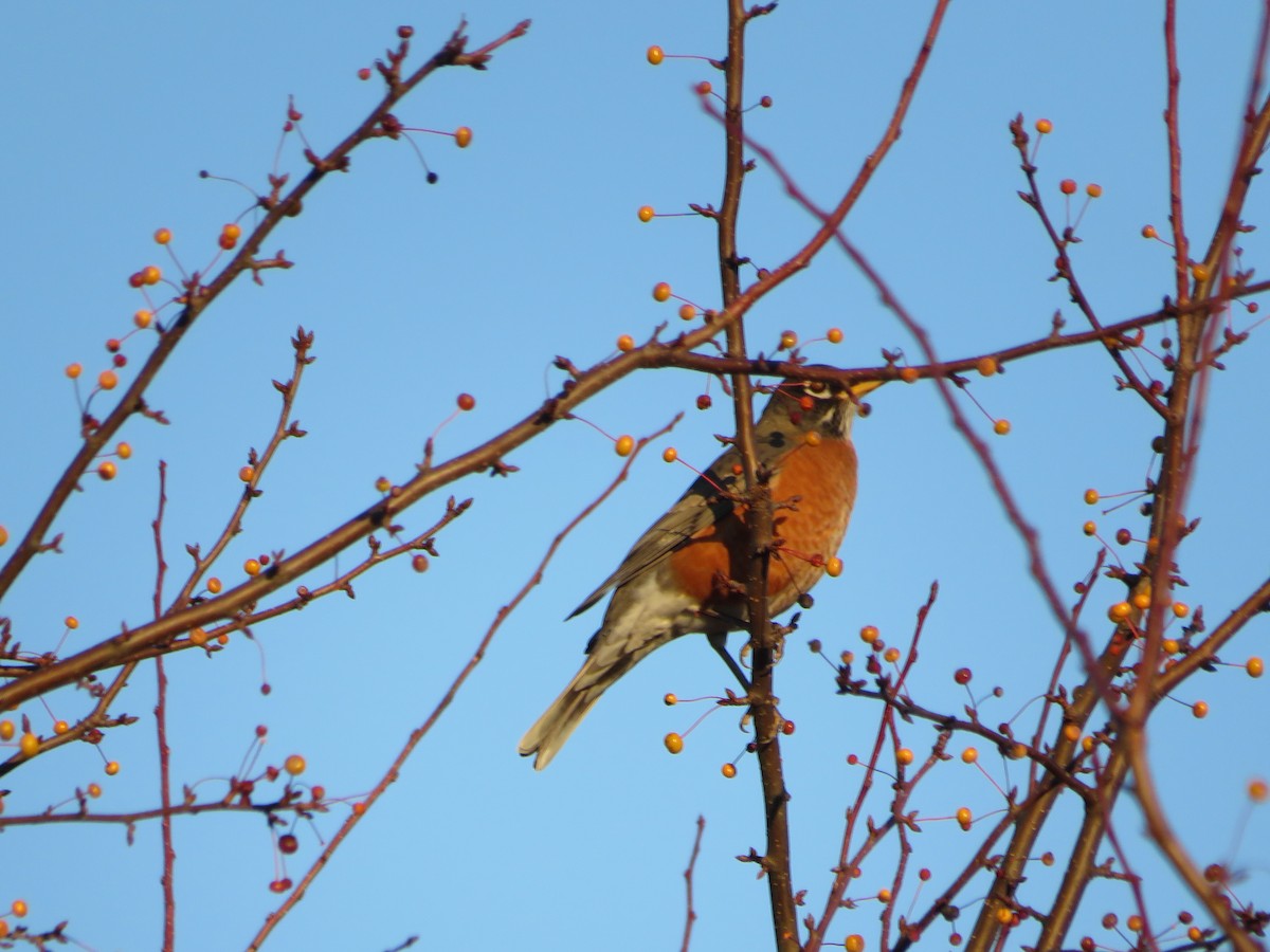 קיכלי נודד - ML644559840