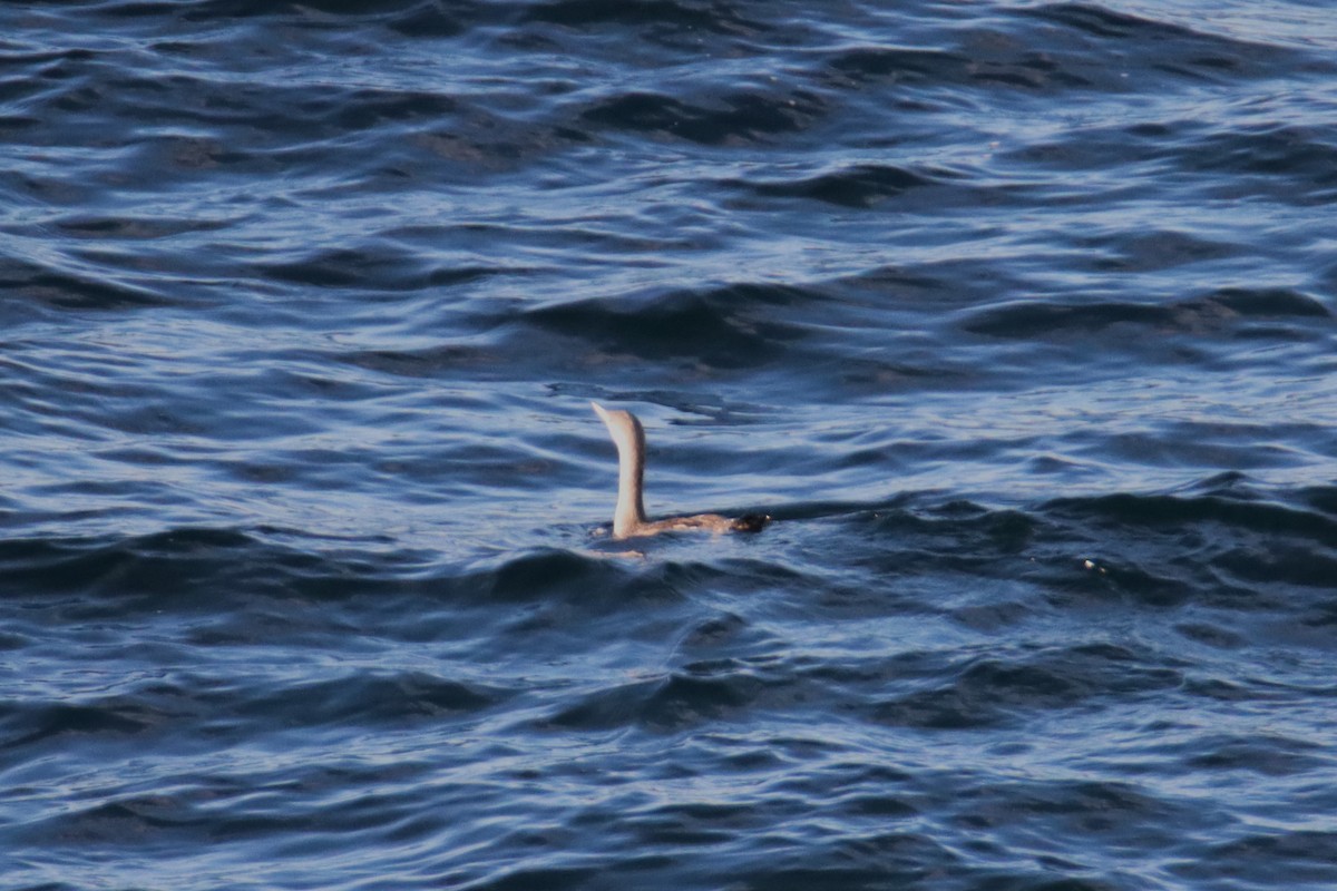 Kızıl Gerdanlı Dalgıç - ML644559841