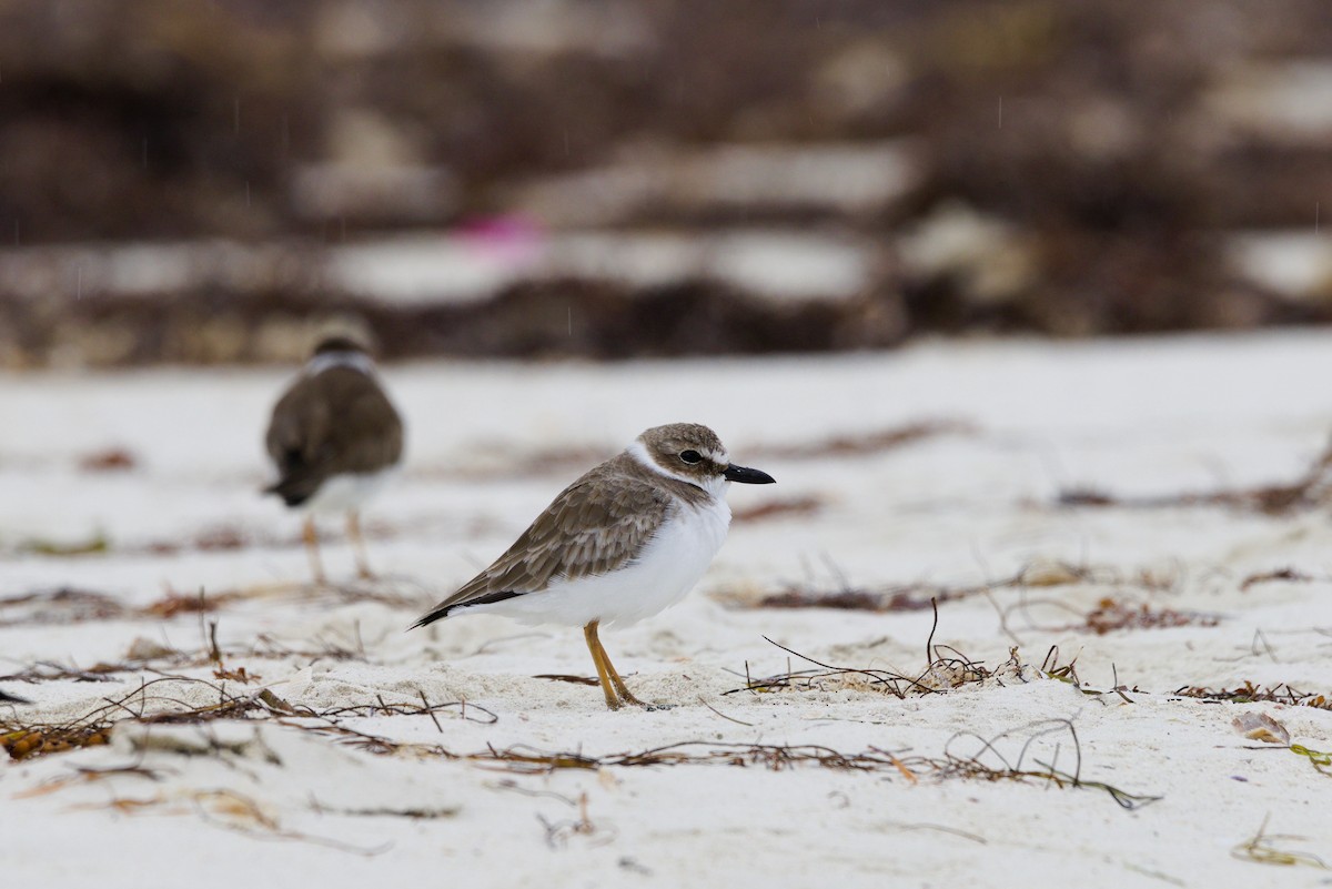 Wilson's Plover - ML644559842